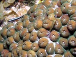 Goby on Coral 