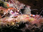 Coral Banded Shrimp