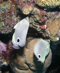 Butterfly fish