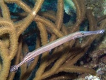 Trumpet Fish