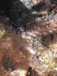 Shrimp on Grouper
