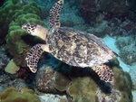 Hawksbill Turtle