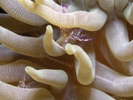 Anemone Shrimp