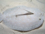 Peacock Flounder