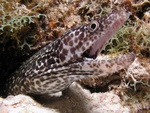 Moray Eel