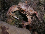 Crab