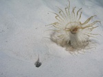 Sand Anemone