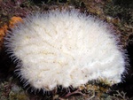 Open Brain Coral