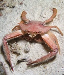 Crab