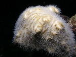 Open Brain Coral