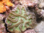 Brain Coral 