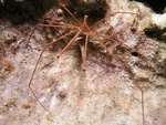 Arrow Crab