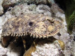 Slipper Lobster