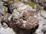 Scorpion Fish