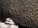 Moray Eel