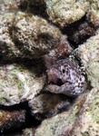 Moray Eel