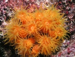 Sun Coral