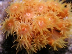 Sun Coral