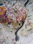 Snake Eel