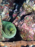 Moray Eel