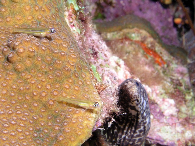 Gobies and Moray Eel