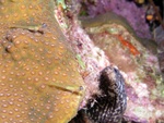 Gobies and Moray Eel