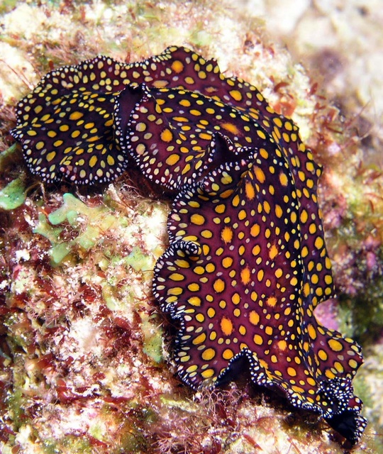 Large Nudibranch