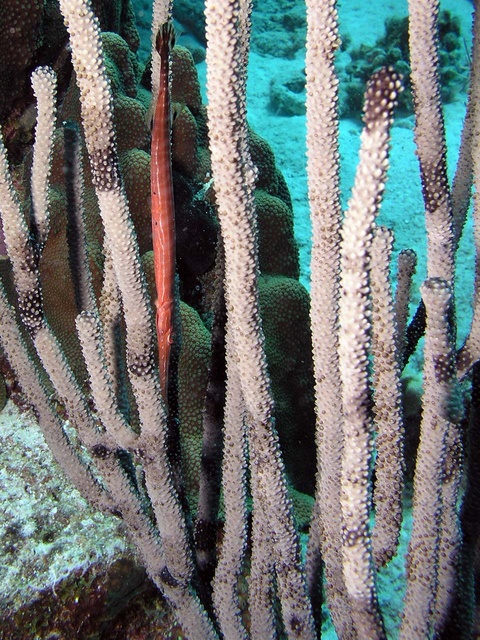 Trumpet fish in sponge