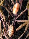 Flamingo Tongue
