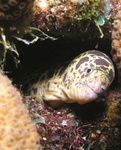 Moray Eel