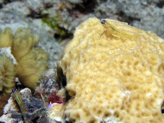 Goby on coral