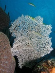 Sea Fan