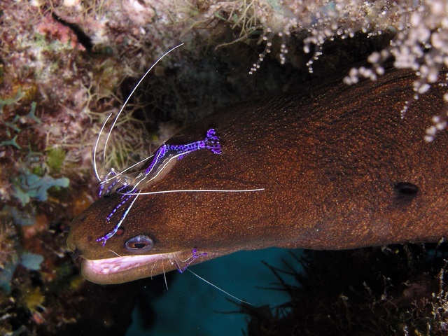 Shrimp on Moray Eel