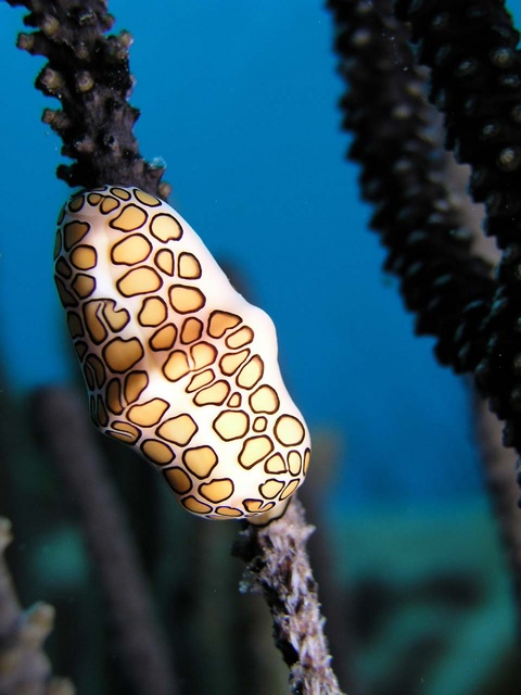 Flamingo Tongue