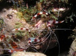 Peppermint Shrimp