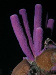 Purple Sponge