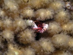 Hermit Crab in Coral