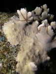 Brittle Star on Coral