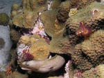 Moray Eel