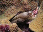 Moray Eel