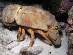 Slipper Lobster