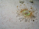 Sand Anemone