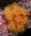 Sun Coral