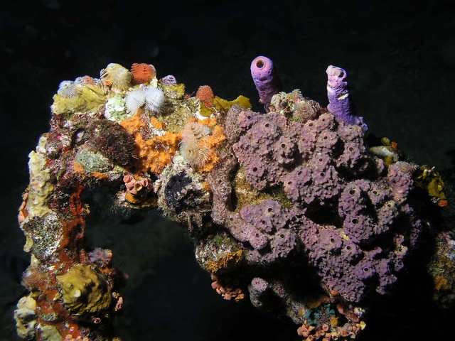 Wreck Coral