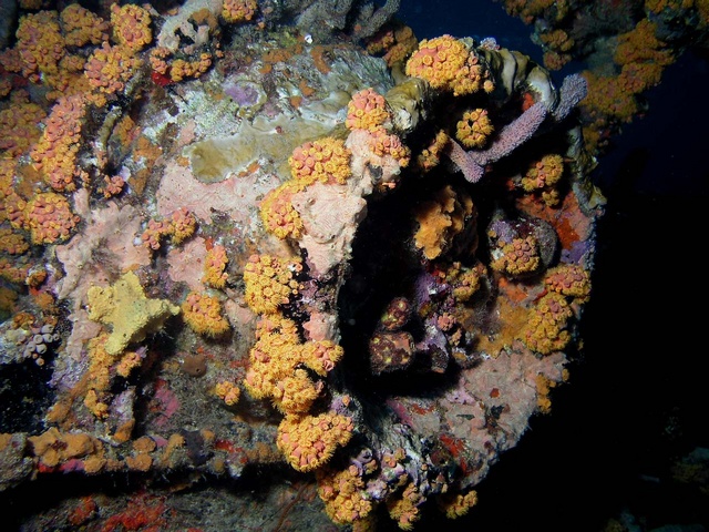 Wreck Coral