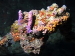 Wreck Coral