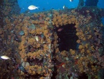 Wreck Coral