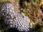 Zooanthid Polyps
