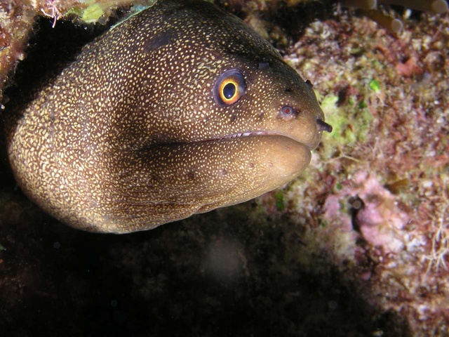 Moray Eel