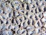 Zooanthid Polyps